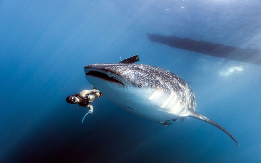 whale shark experience safari tour