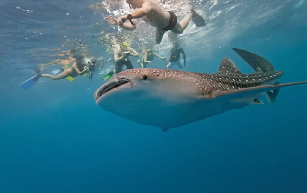 whale shark snorkeling unguided