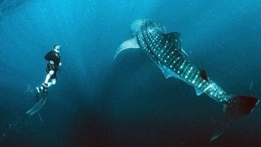 Guided whale shark diving