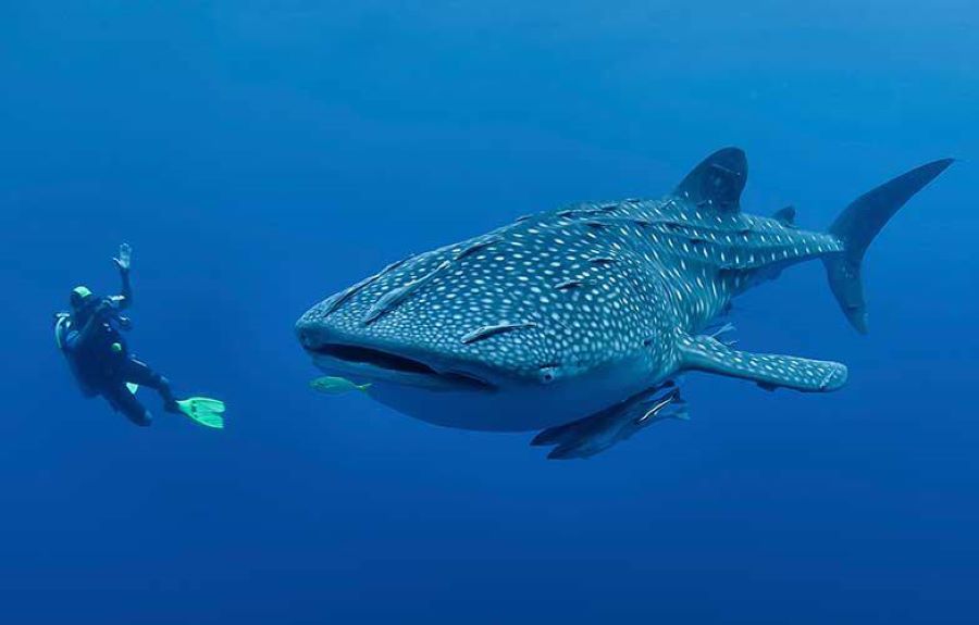 Guided whale shark diving