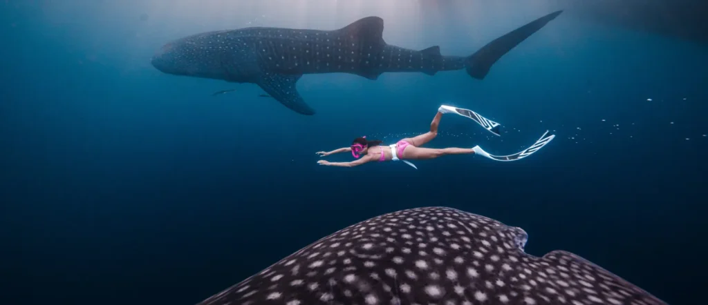 How to go for whale shark snorkeling