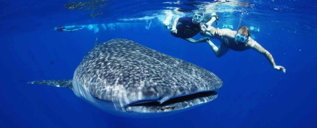 Whale shark encounter photography