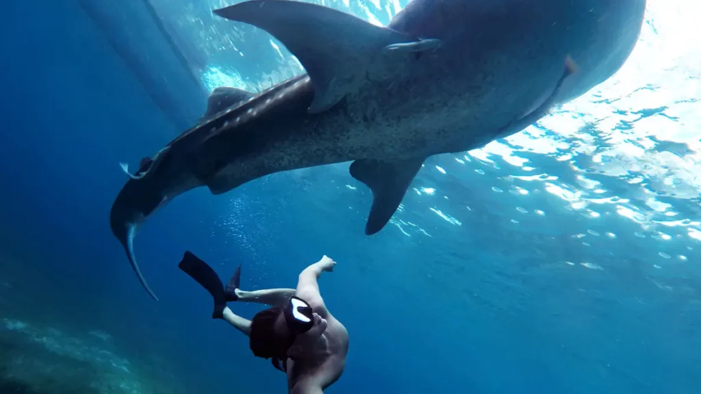Whale shark experience half day