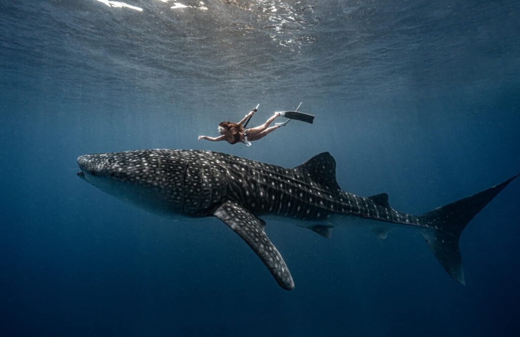 Whale shark experience half day